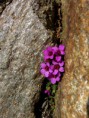 /album/natur/a16-bearb-jpg/